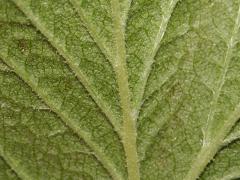 leaf, underside, enlarged image